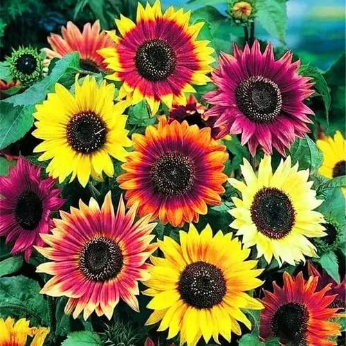 Sunflower Seeds for Planting Heirloom Non-GMO, Bulk Package of 15 Varieties Mix Seeds, Attracts Pollinators