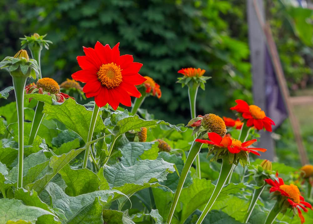 Mexican Sunflower Seeds | 75+ Seeds | Attract Butterflies and Hummingbirds