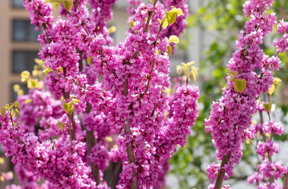Redbud Tree Seedlings for Planting - Amazing Pink Spring Flowers - No Ship to California