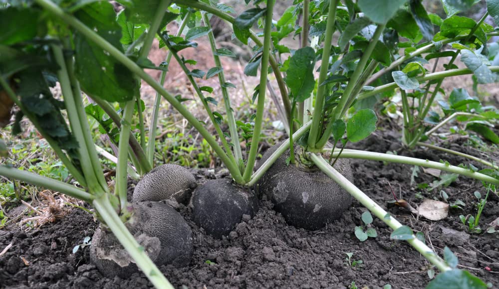 Black Radish Seeds for Planting - 100+ Seeds - Rare Garden Vegetable Seeds
