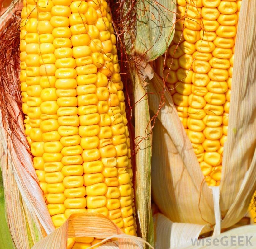 1050 Yellow Dent Corn Seeds Kernels Grain Corn Field Corn for Planting or Feed Non-GMO