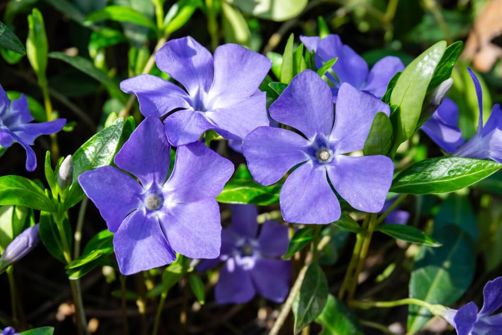 Purple Periwinkle Plants for Planting - Healthy Rootstock, Wildflower Plants, Not Seeds