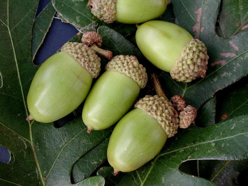 White Oak Trees for Planting | Live Tree Seedlings | No Ship to California