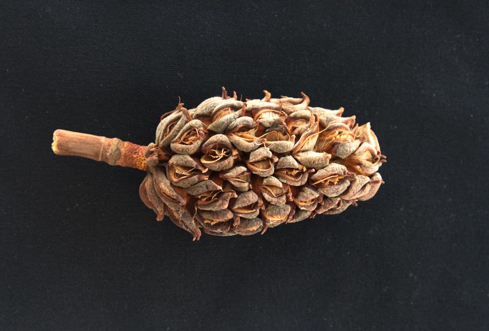 Magnolia Pine Cones - Stunning Magnolia Seed Pods, Great for Decorating, Crafts, Wedding and Fall Decor, Wreath Making