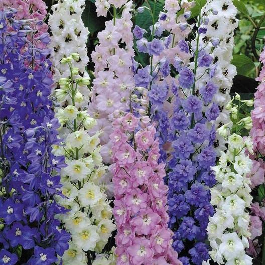 Mixed Delphinium Flower Seeds - 100+ Seeds - Grow Stately Delphinium Wildflowers - Made in USA