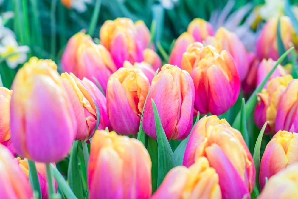 Giant Complete Spring Flower Garden | Bloom All Spring and Summer, Easy to Grow Flower Bulb, Indoor/Outdoor
