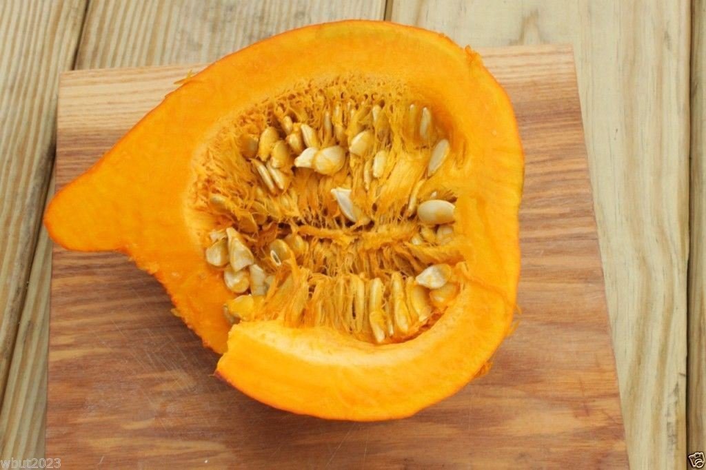 Red Kuri Squash Seeds- Open-Pollinated,Japanese kabocha Pumpkin, (10 Seeds)