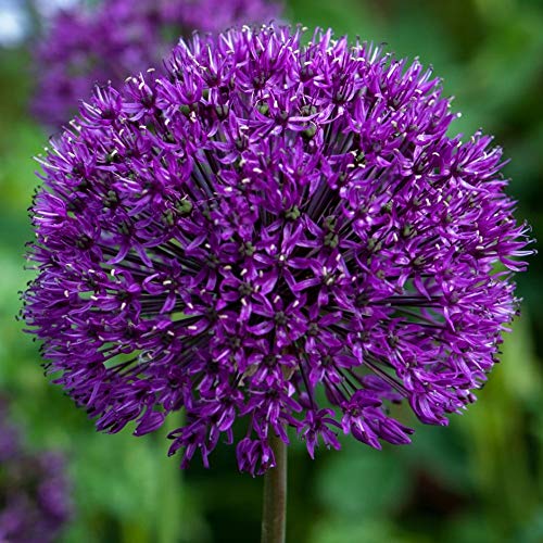 20 Dark Purple Allium Bulbs Blooming Onion Flowering Perennial Garden Flower