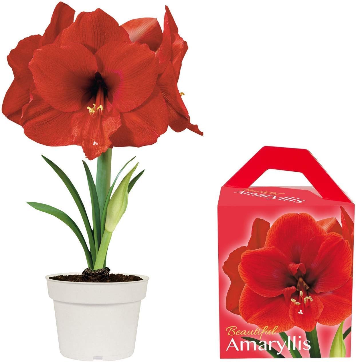 Amaryllis Grow Kit - Pre Potted Amaryllis Bulb in Gift Box - Ready to Grow