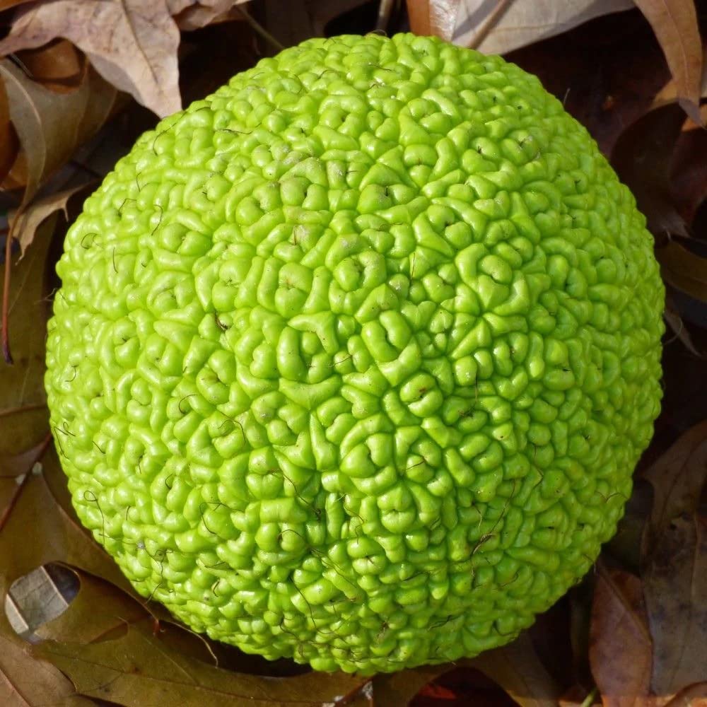 10 Hedge Apple Osage Orange Horse Apple Monkey Ball Maclura Pomifera Tree Seeds 