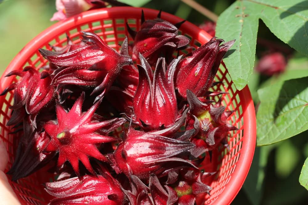 50+ Red Roselle Seeds (Hibiscus sabdariffa) - Asian Sour Leaf - Ships from Iowa, USA