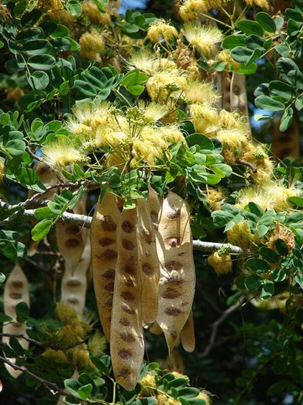 Mother-in-law's Tongue Tree Seeds for Planting (10 Seeds) - Albizia lebbeck