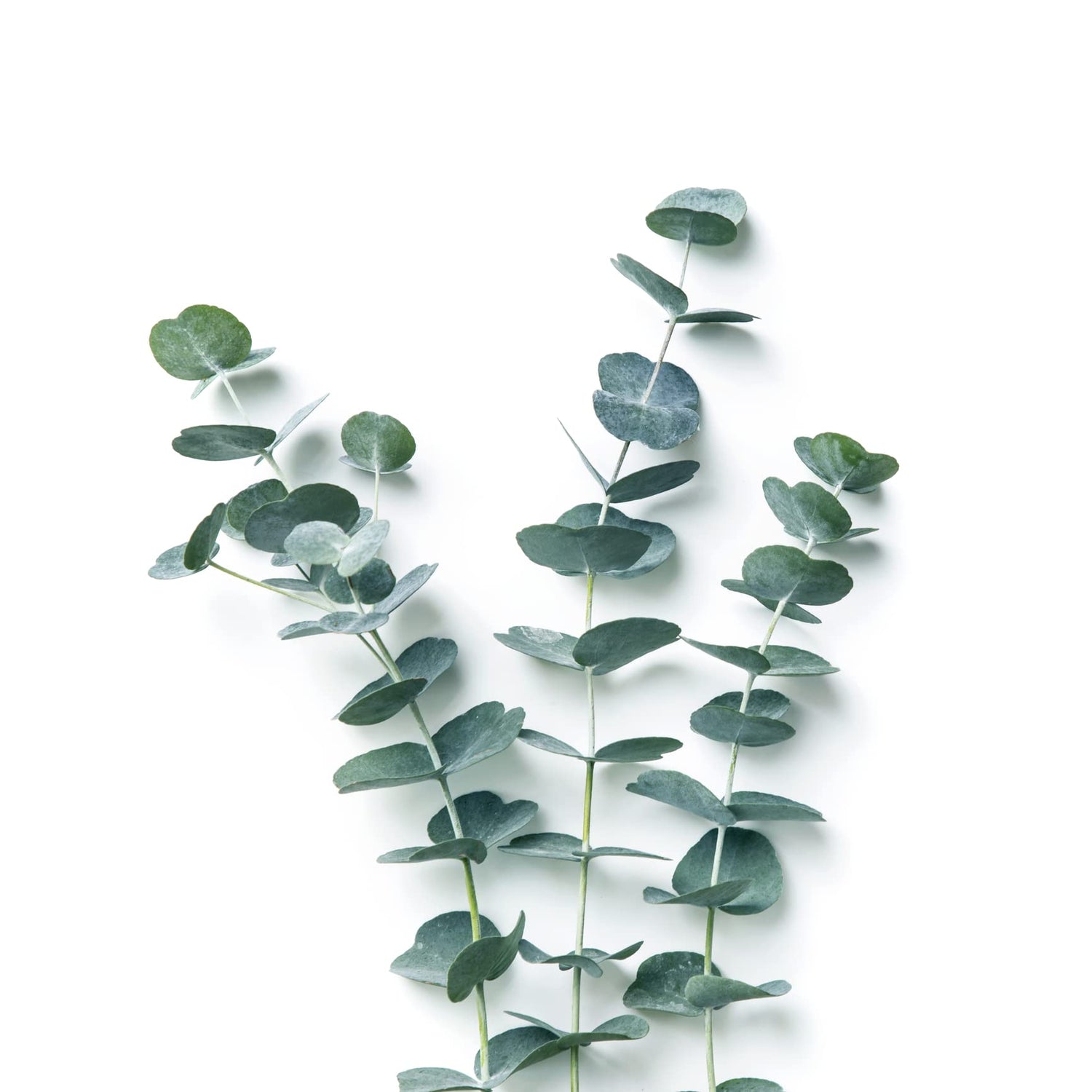 Fresh Silver Dollar Eucalyptus Branches for Shower or Decoration - Fresh Cut Branches of Eucalyptus
