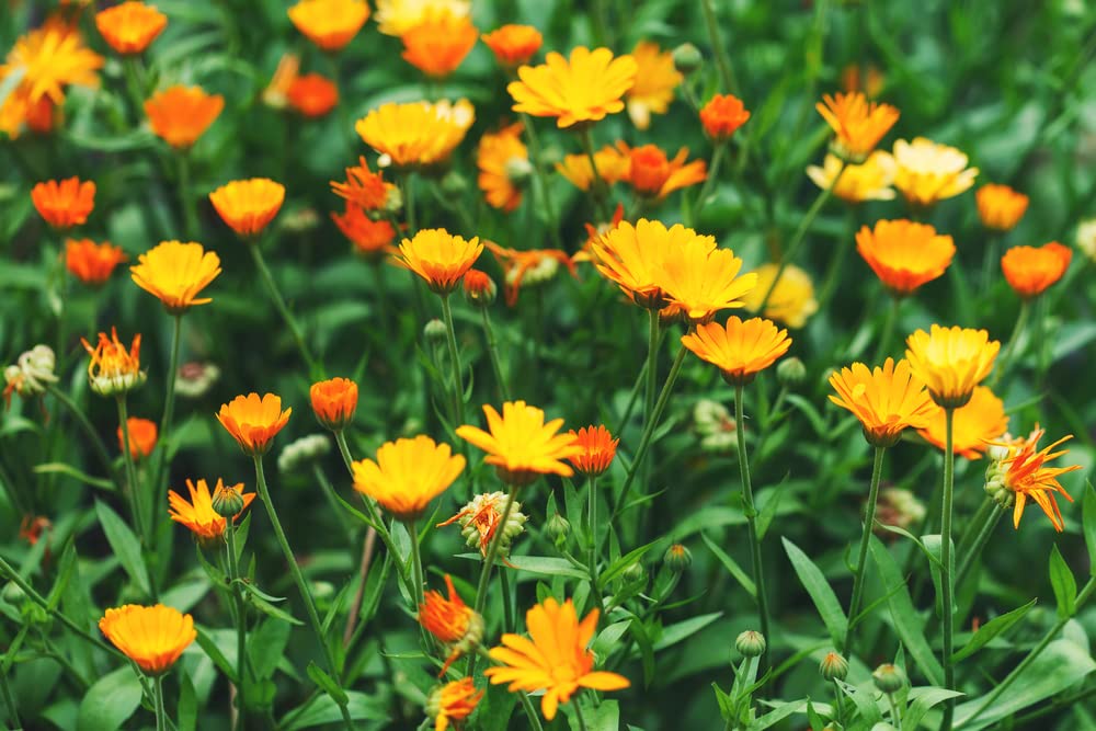 250+ Calendula Seeds for Planting - Pacific Beauty Mix - Made in USA