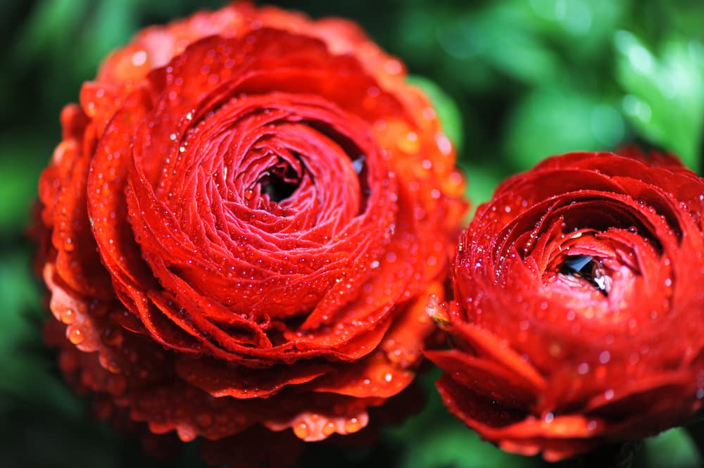 Red Ranunculus Bulbs for Planting - (10 Bulbs)