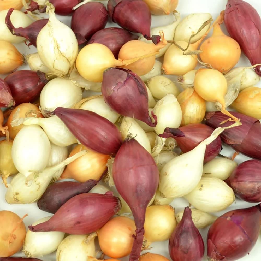 Mixed Onion Starter Sets (Yellow, White and Red) - 50 Count Set - Used to Grow Early Green Table Onions and Large Dry Onions - Country Creek LLC