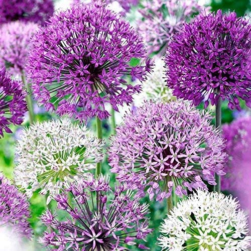 Allium Blend Purple - Mixed Pack of Allium for Garden, Landscaping, or Container Grow