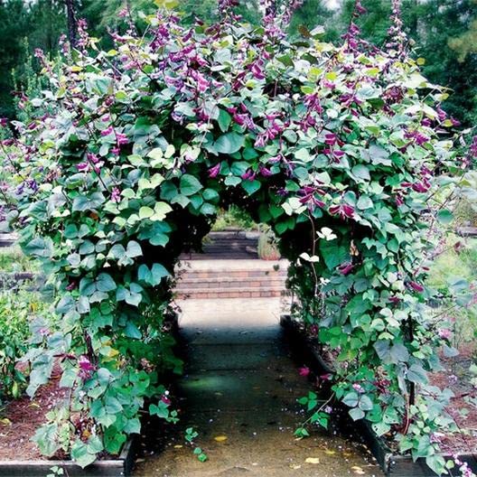 Purple Hyacinth Bean Vine Seeds - 15 Seeds - Grow Purple Pod Beans - Dolichos Lablab
