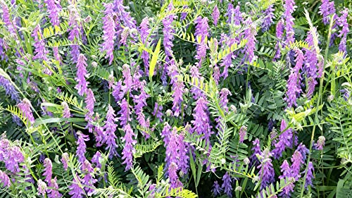 Hairy Vetch Seeds for Planting - Cover Crop, Grain, Bee Pasture, Pollinator, Wildlife Seed