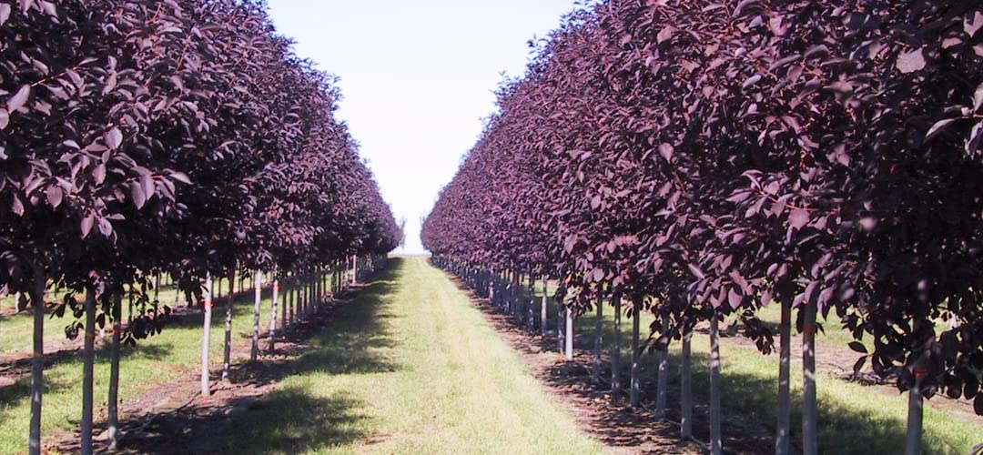 50 Purple Chokecherry Tree Seeds for Planting - Shubert Chokecherry, Prunus virginiana Shubert