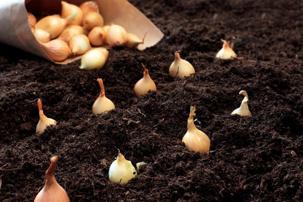 50 Mixed Sweet Onion Sets for Planting - White, Yellow and Red Onions - Easy to Grow