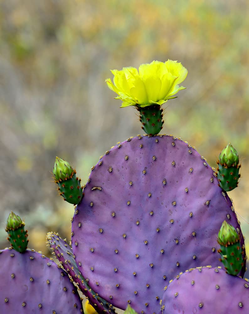 Prickly Pear Cactus Mix - 50+ Seeds - All The Favorites! - Ships from Iowa, USA - Grow Exotic Cacti - Oputina Mix