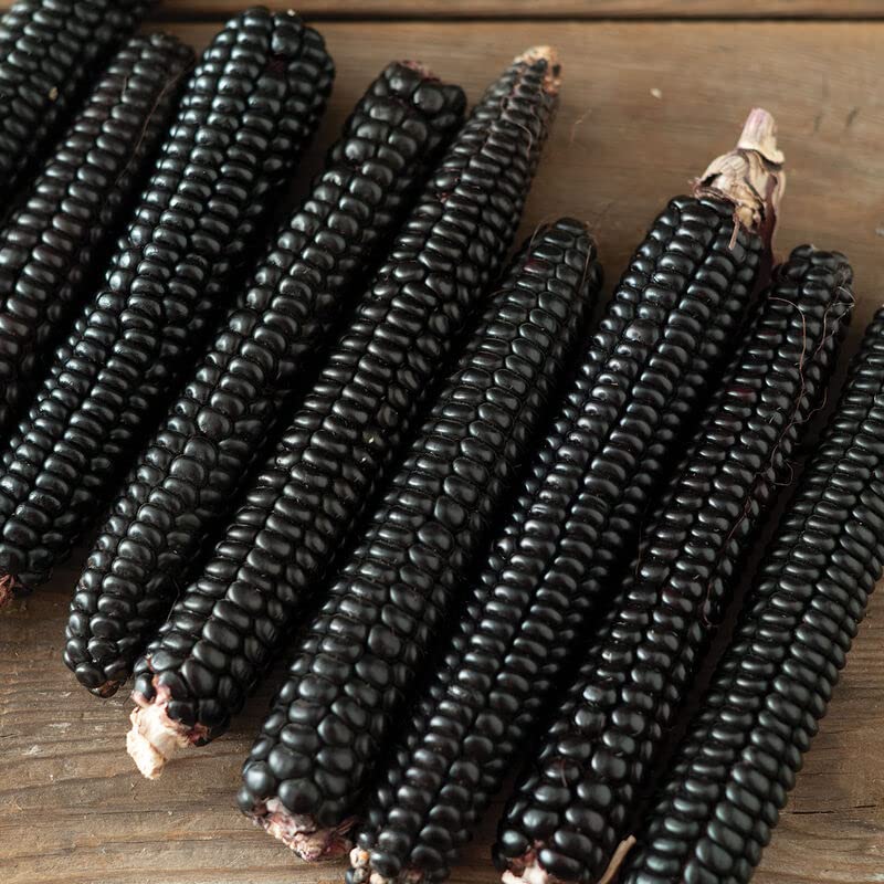 Midnight Black Corn Seeds for Planting (30 Seeds) - Non-GMO Maize - Stunning Black Corn