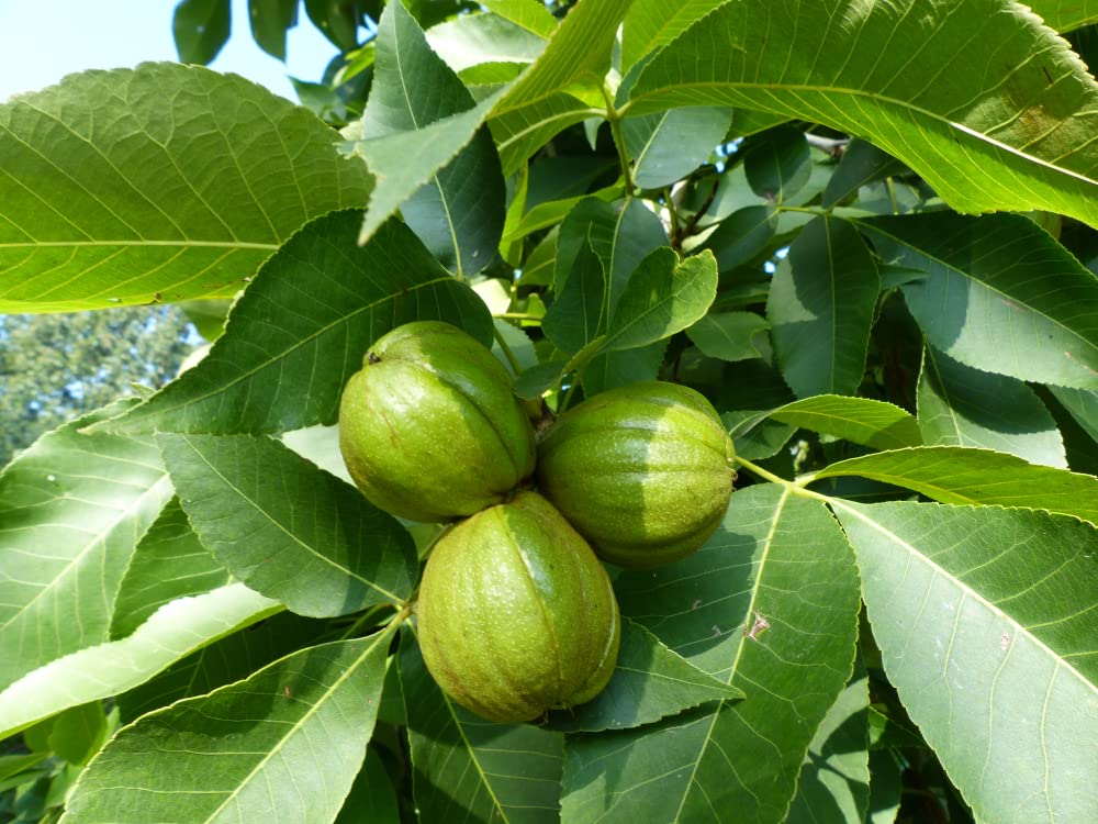 5 Butternut Tree Seeds for Planting - Amazing and Exotic Fruit Tree