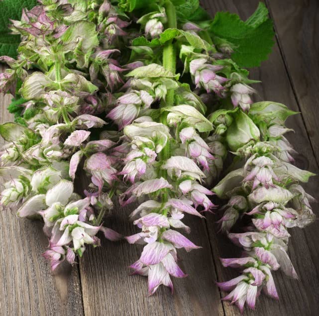 50 Clary Sage Seeds - Bluish-White - Easy to Grow Herb