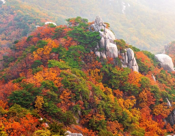30 Mountain Maple Tree Seeds for Planting - Moosewood - Acer spicatum