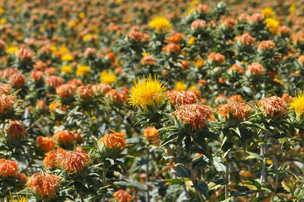 Safflower Saffron Carthamus Tinctorius Yellow Orange Flower Seeds ctavl (300 Seeds)