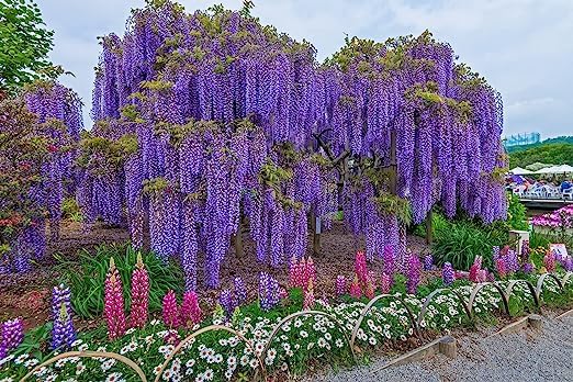 Purple Wisteria Seeds - Highly Prized Flowering Vine, Wisteria sinensis - Fresh Seeds