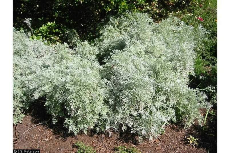 Absinthe Plant Seeds for Planting(100 Seed) - Common Wormwood, Artemisia Absinthium