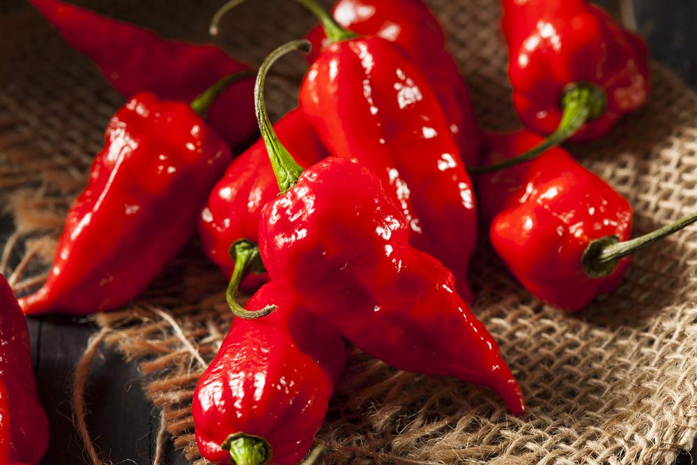 Ghost Pepper Seeds - 10+ "Bhut Jolokia" Pepper Seeds for Planting