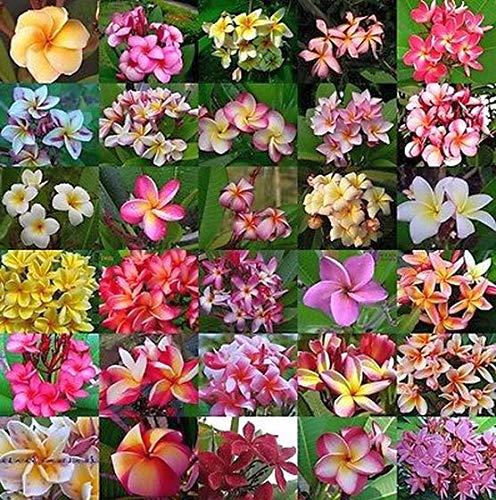 25 Seeds of Mixed Colors Plumeria Rubra Frangipani