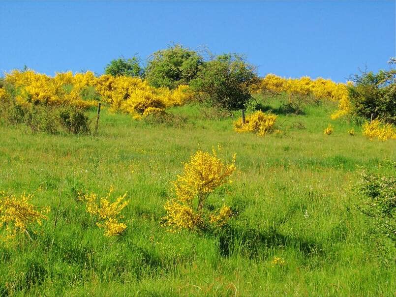 Scotch Broom Seeds for Planting (30 Seeds) Vibrant Yellow Blooms, Great for Privacy and Landscaping - Cytisus scoparius