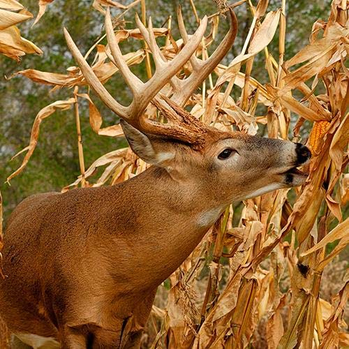 Dinner Getter Deer Food Plot Corn Seeds - 100 Seeds to Grow Deer Food - High Yielding Hybrid Corn for Big Whitetail Bucks