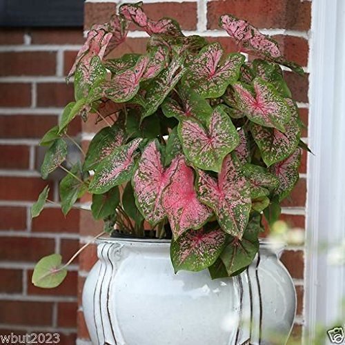 Caladium Tropical Mix,(6 Bulbs) Thrives in Heat and Humidity