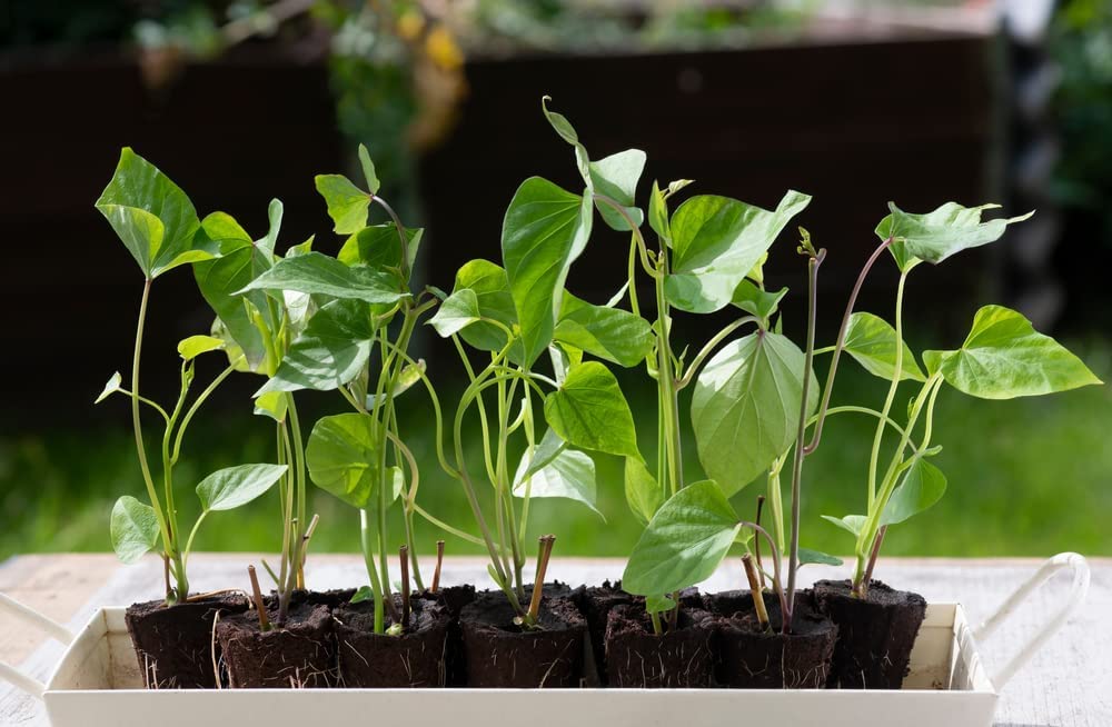 Yams Slips for Planting - Grow Your Own Orange/Red Sweet Potatos