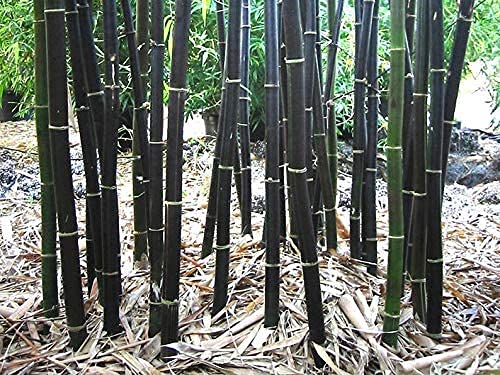 Black Bamboo Seeds for Planting - 150+ Seeds - Grow Black Bamboo, Privacy Screen, Good for Environment - Ships from Iowa