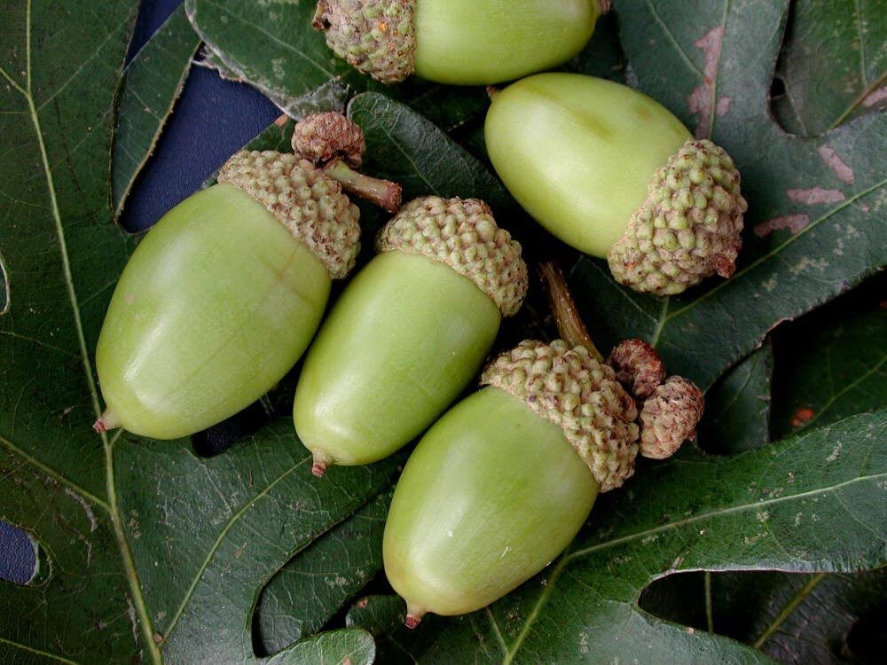 White Oak Trees for Planting | Live Tree Seedlings | No Ship to California