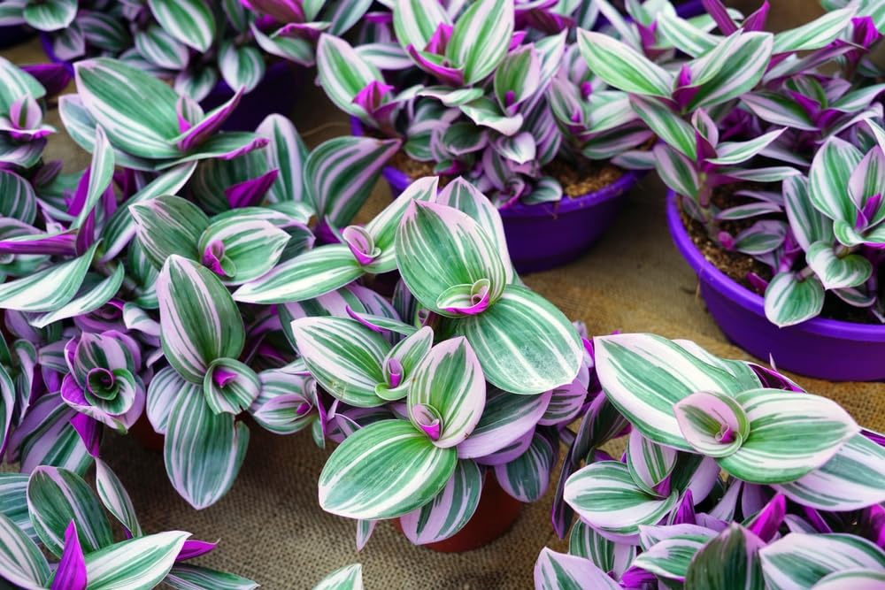 5 Tradescantia Spiderwort Cuttings to Grow - Easy to Grow Purple and Green Variagated Wandering Jew
