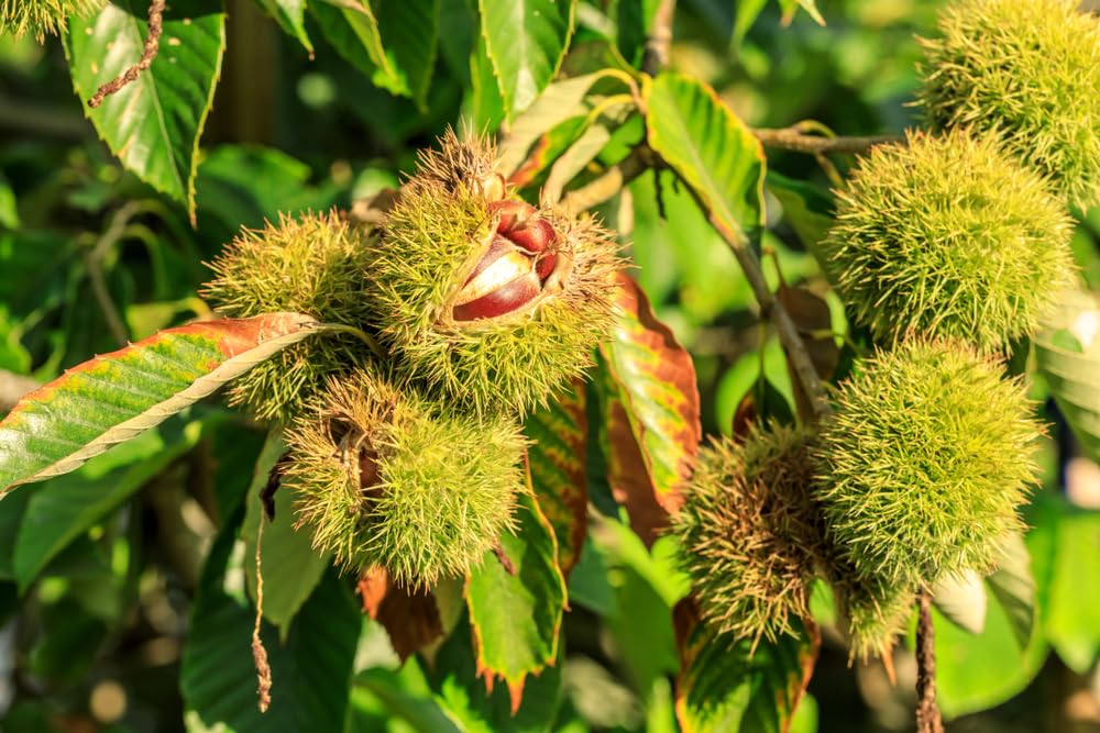Chinese Chestnut 2 Live Tree Seedlings | No Ship to California | Chinese Chestnut Trees