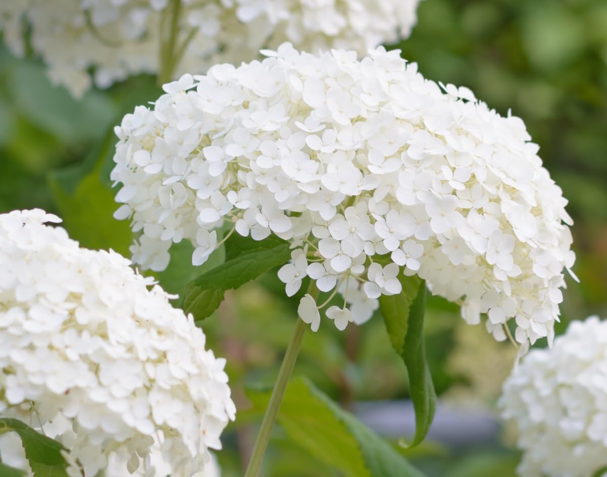 White Hydrangea Seedlings for Planting - Grow This Stunning Blooming Bush