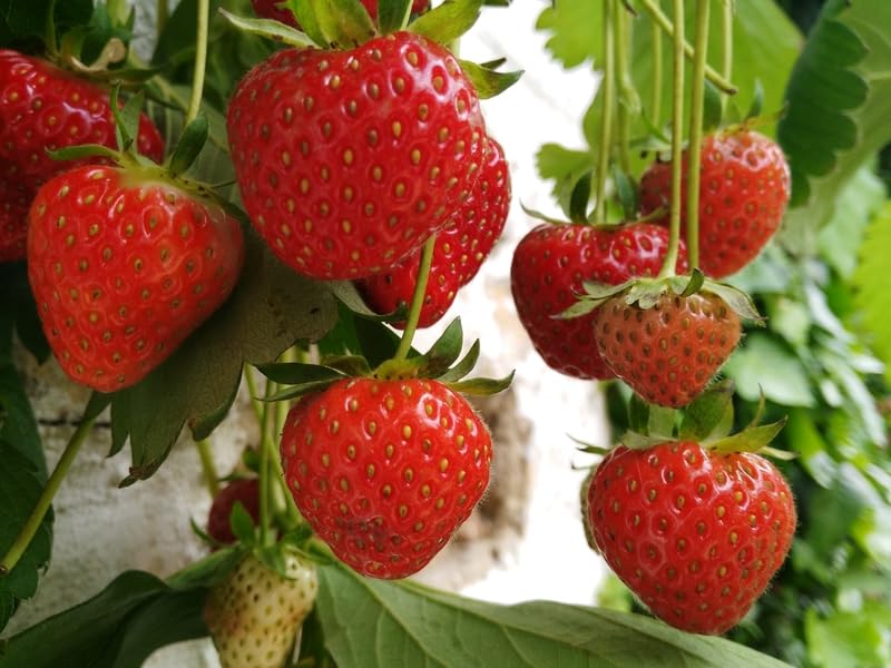 500 Strawberry Seeds for Planting - Perpetual Strawberry Four Seasons Strawberry Seeds for Planting