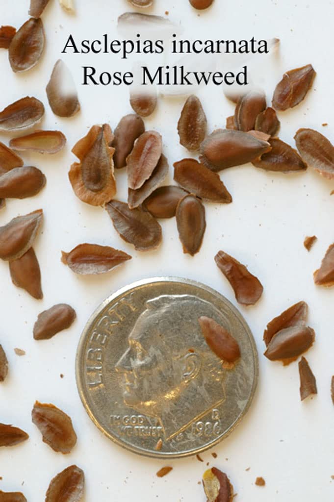 Rose Milkweed Seeds for Planting (50 Seeds) - Asclepias incarnata