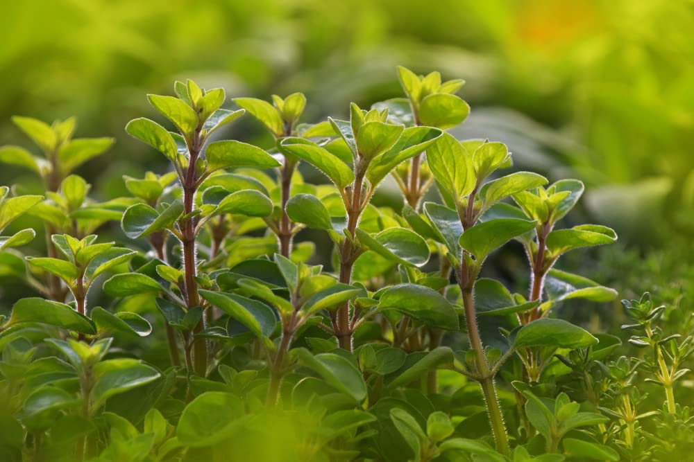 100 Sweet Marjoram Seeds for Planting - Origanum majorana - Perennial Herb