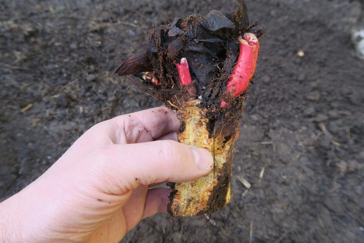 Cawood Delight Rhubarb Crowns for Planting - Large Heathly Roots - No Ship to California (1 Rhubarb Crown)
