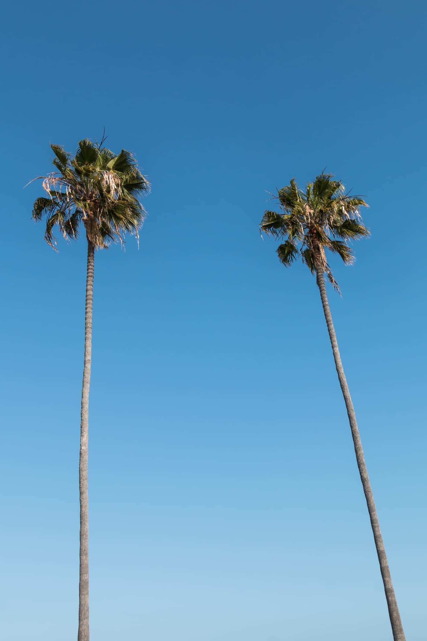 Mexican Fan Palm Tree Seeds, Washingtonia Robusta - 20 Seeds for Planting