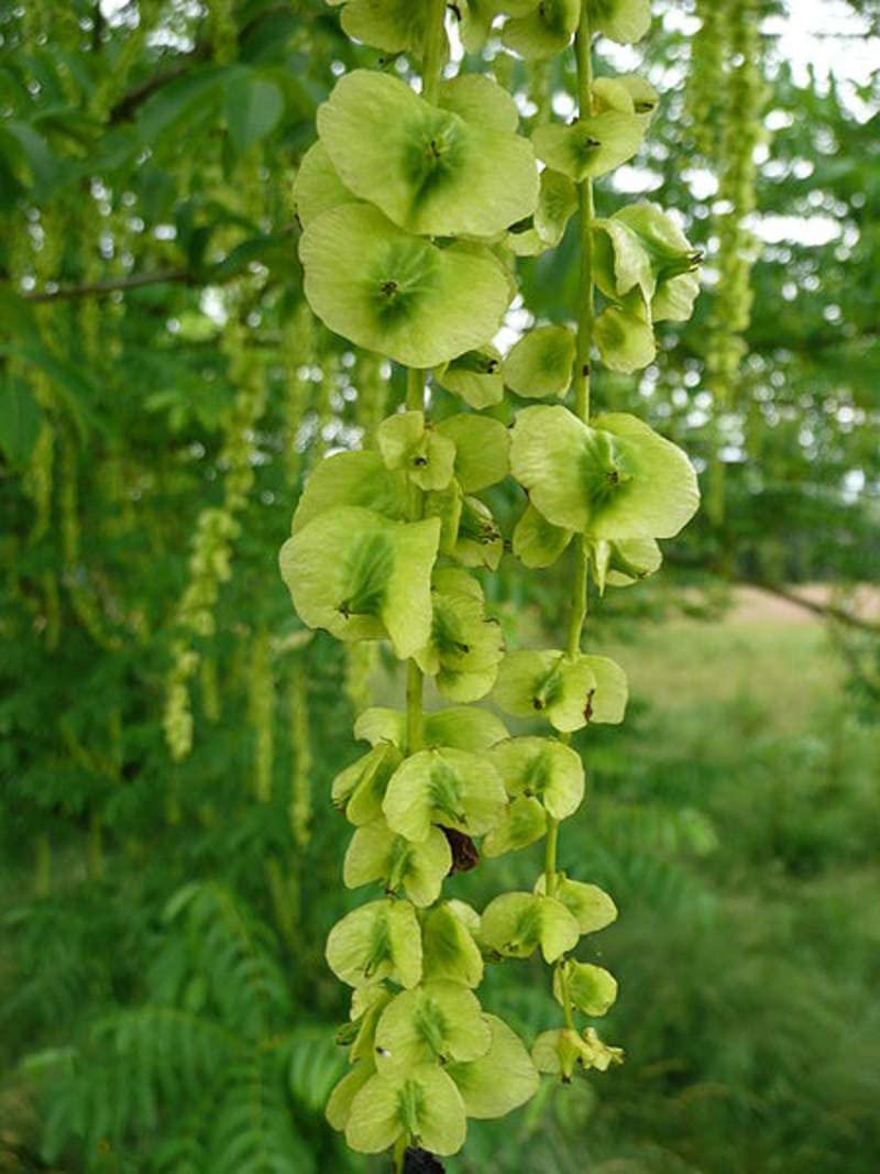 Wingnut Tree Seeds - 10 Seeds - Pterocarya fraxinifolia